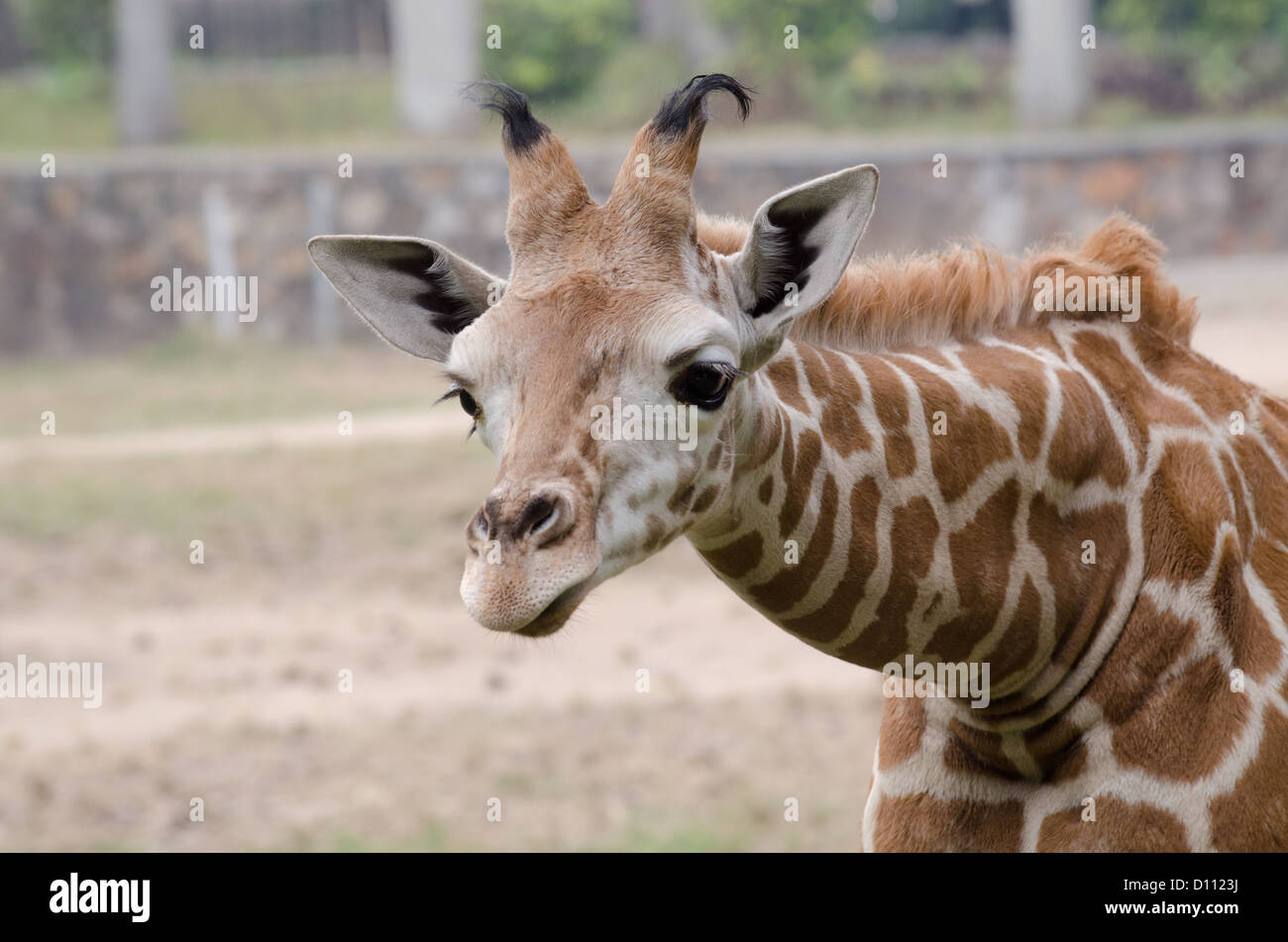 wild animal giraffe close up Stock Photo
