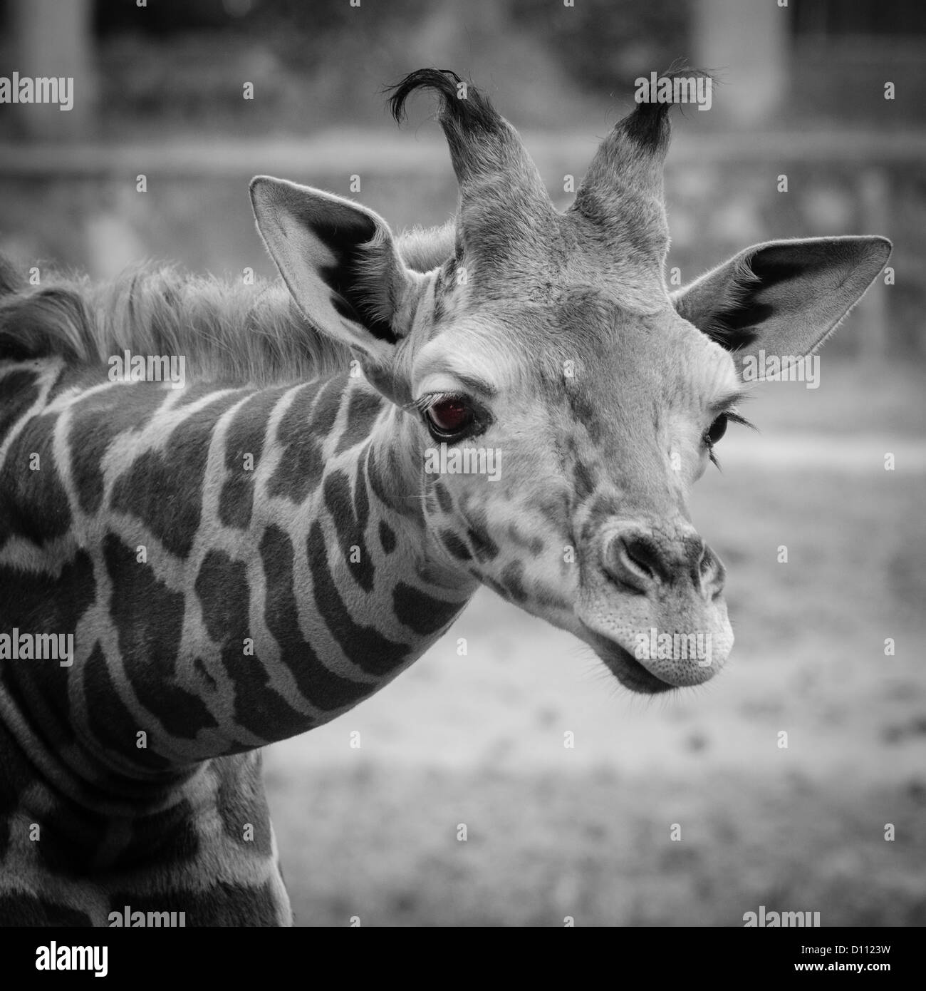 wild animal giraffe close up Stock Photo