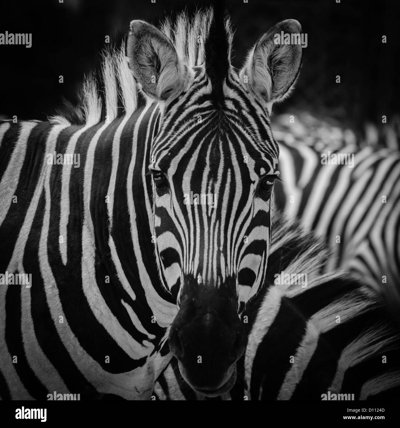 animal zebra black and white pattern texture portrait Stock Photo