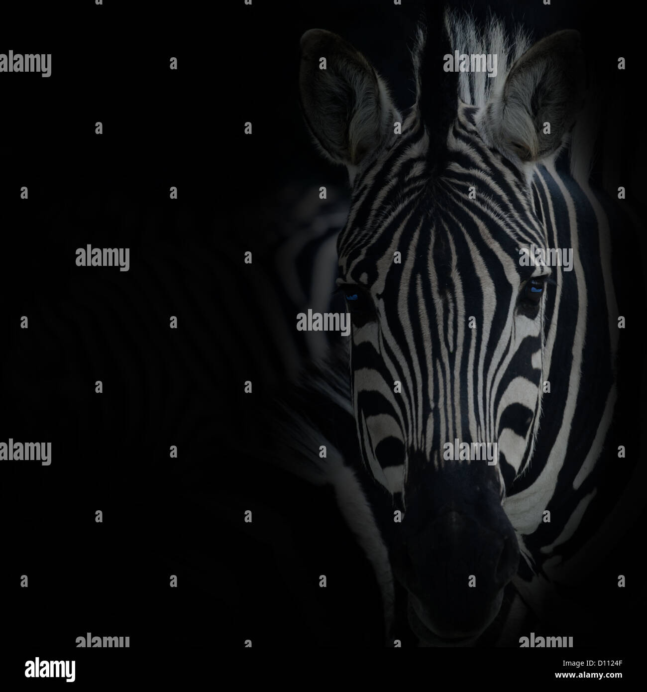 Zebre hi-res stock photography and images - Alamy