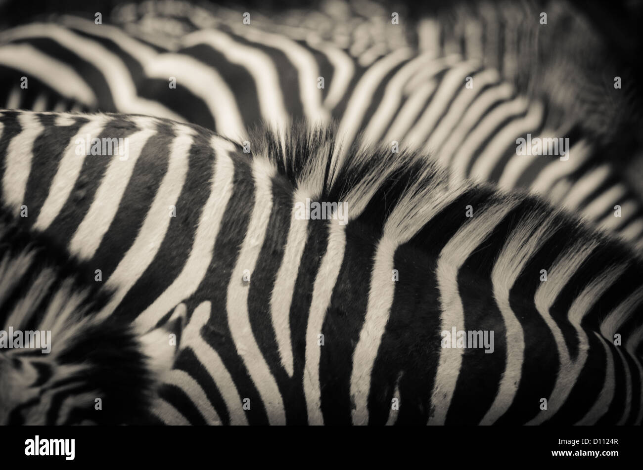 animal zebra black and white pattern texture Stock Photo - Alamy