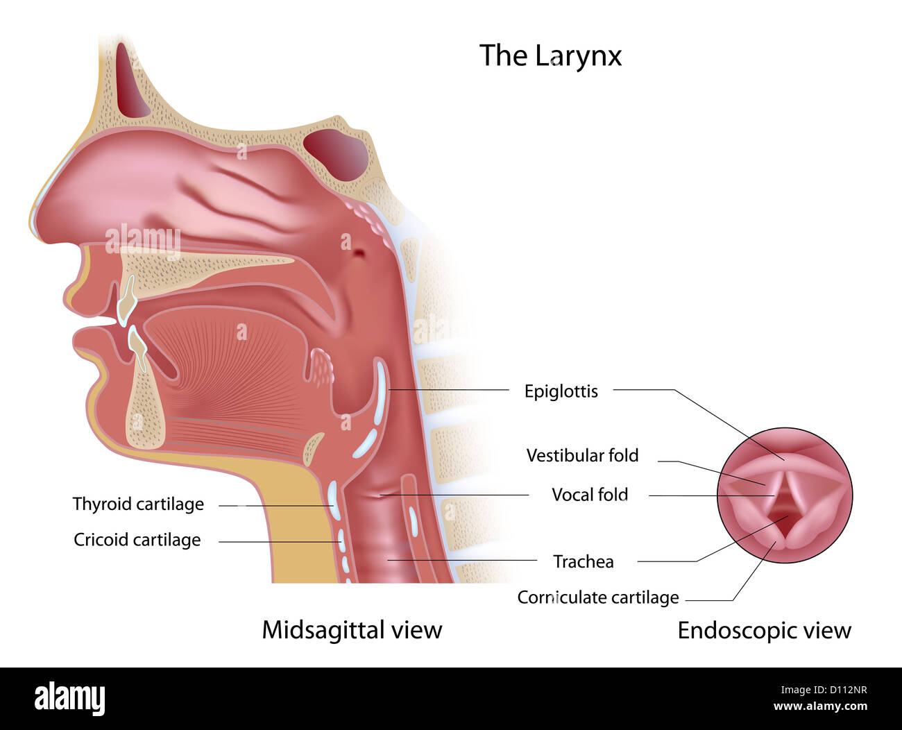 Anatomy of voice box midsagittal and endoscopic view Stock Photo
