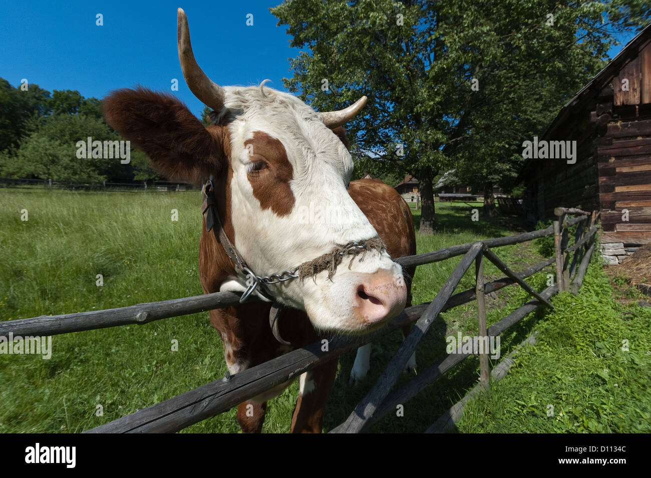 Elk188-3858 Czech Republic, Roznov pod Radhostem, Walachian Village skansen, cow Stock Photo