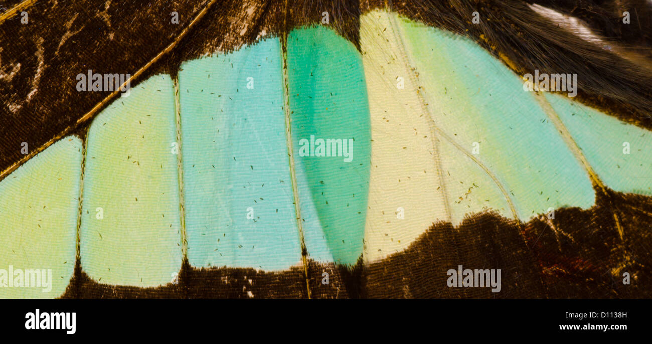 butterfly wing detail pattern texture background Stock Photo - Alamy