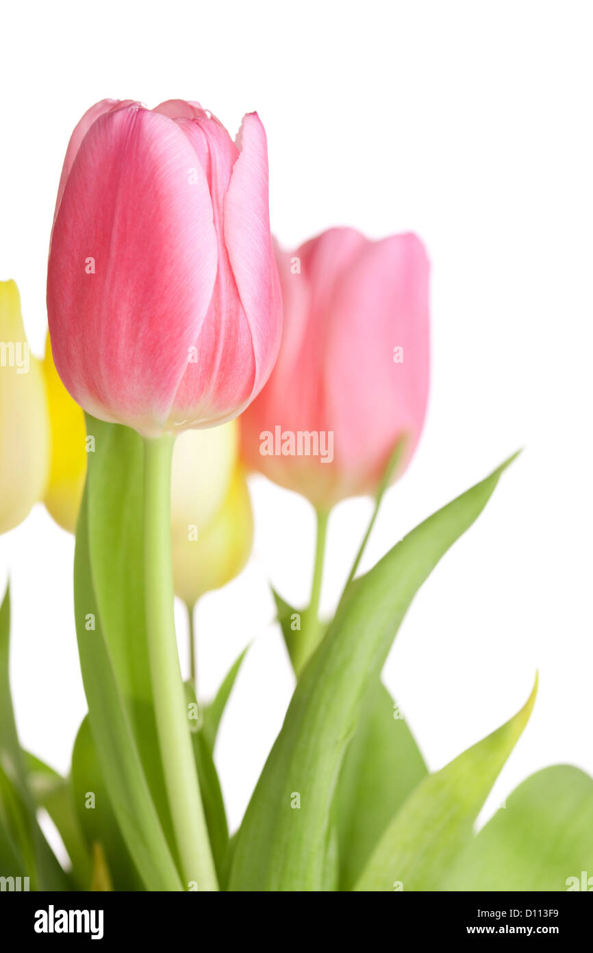 Beautiful pink tulip flowers isolated on white background Stock Photo ...