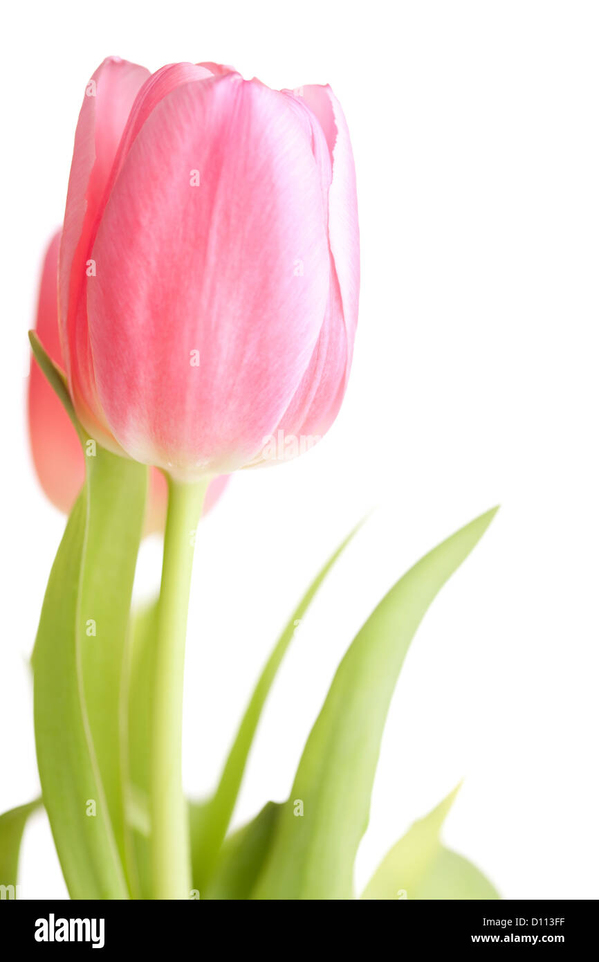 Beautiful pink tulip flowers isolated on white background Stock Photo ...