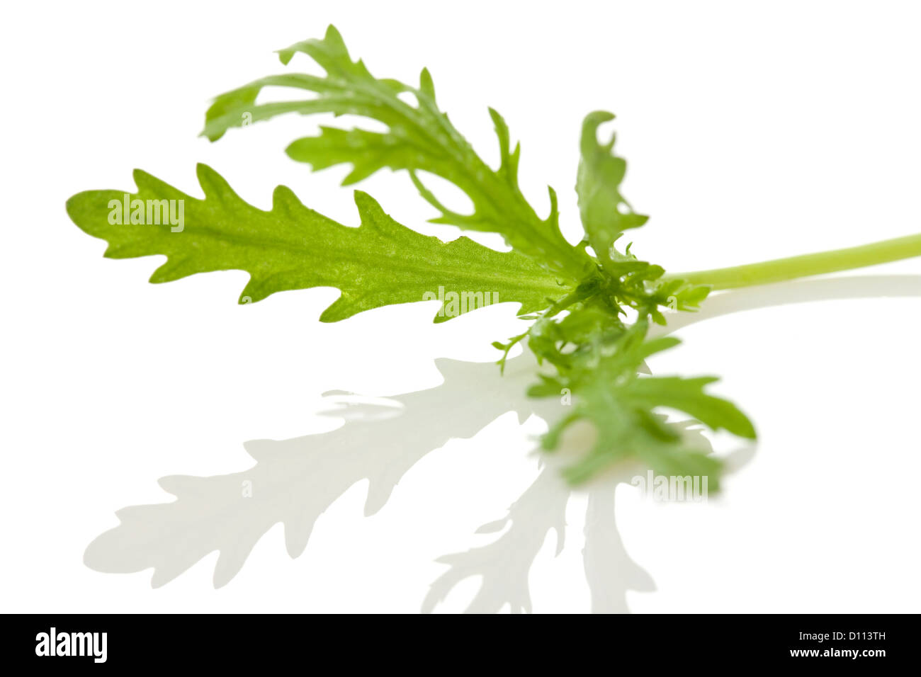 Crown daisy vegetable hires stock photography and images Alamy