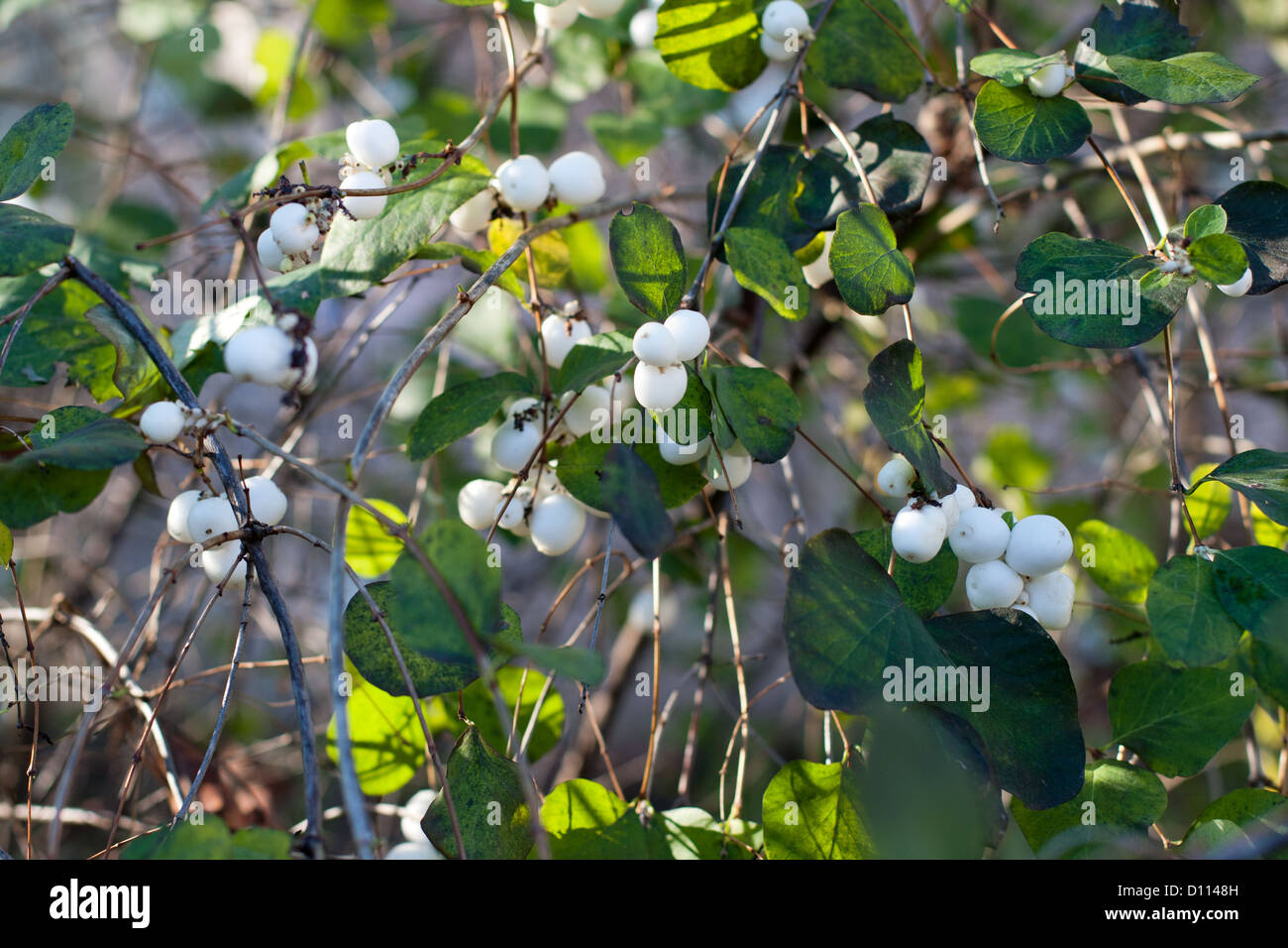 Snowberry on the green background Stock Photo