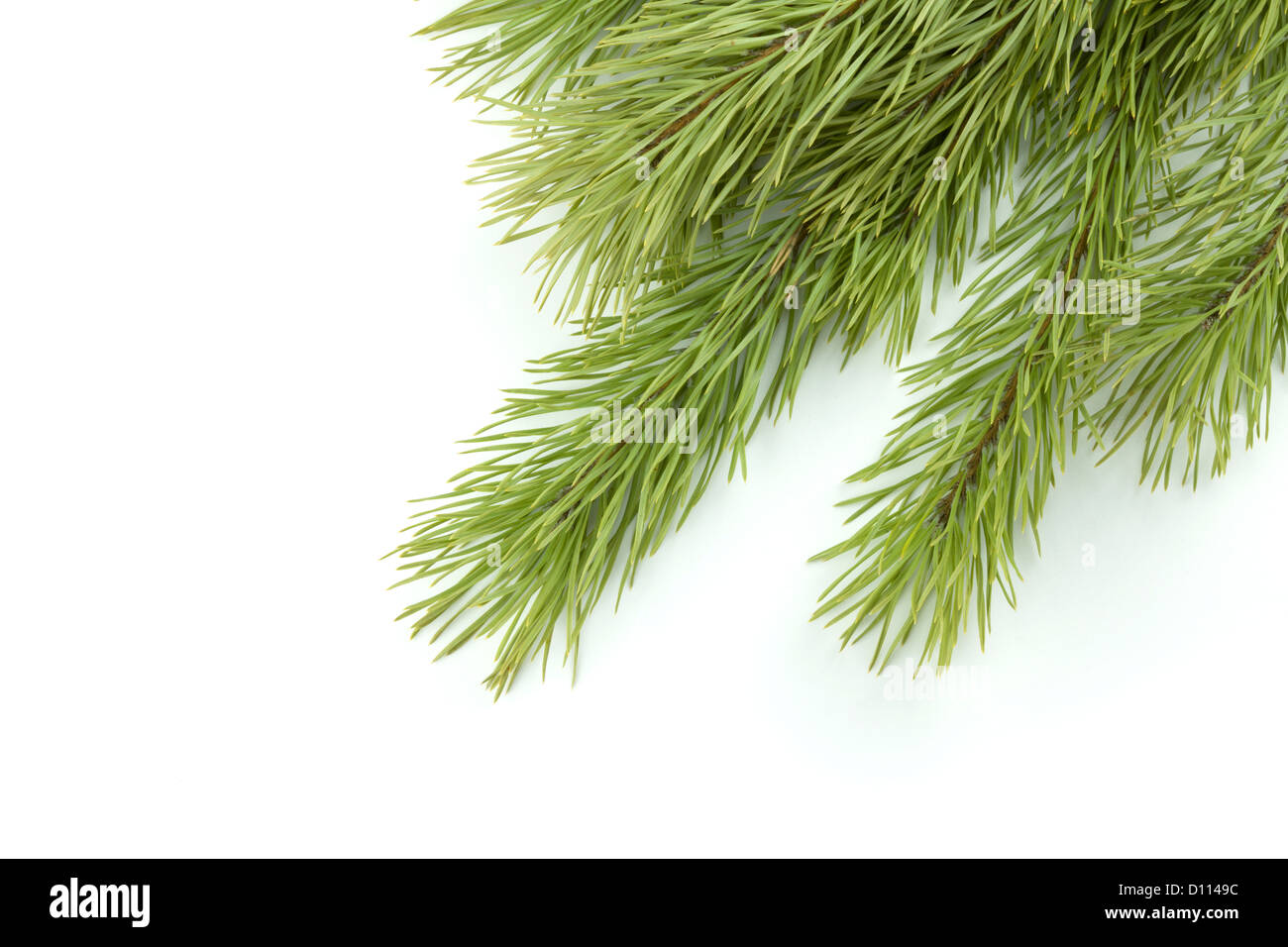 Fir tree branch. Isolated on white background Stock Photo - Alamy