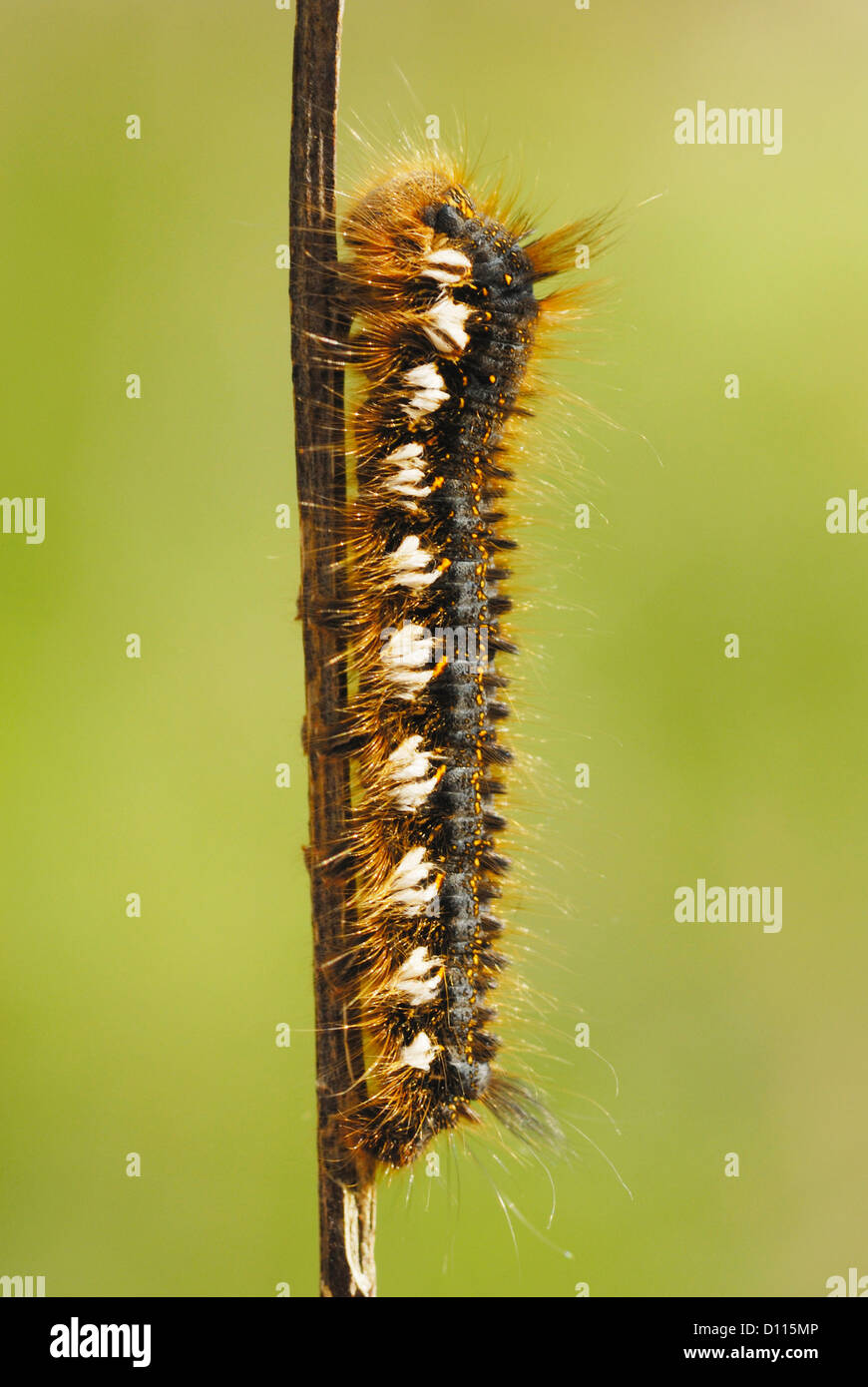 Drinker Moth Caterpillar (Euthrix potatoria) in Pembrey Country Park Stock Photo