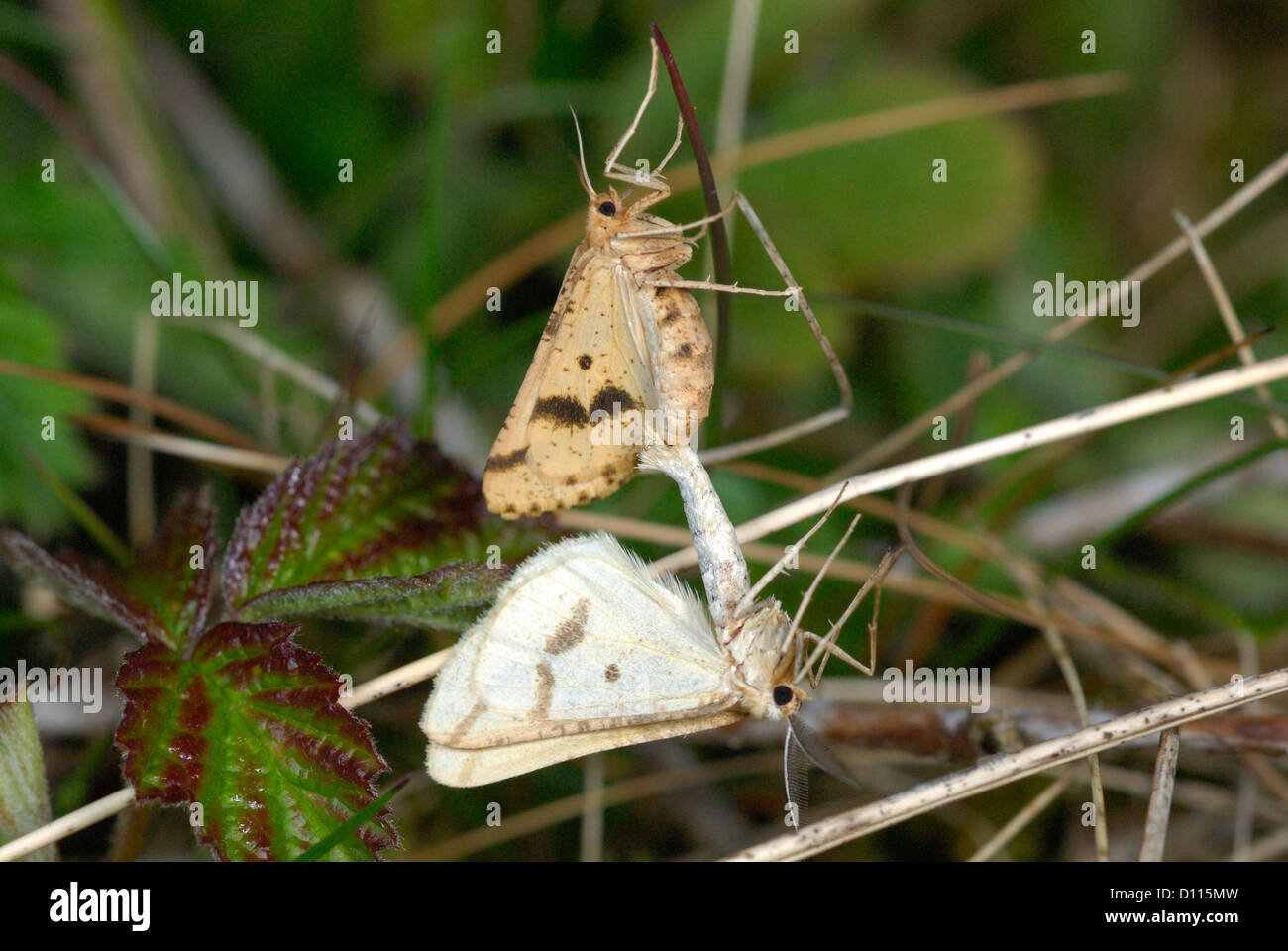 Yellow Belle moths (Semiaspilates ochrearia) mating Stock Photo