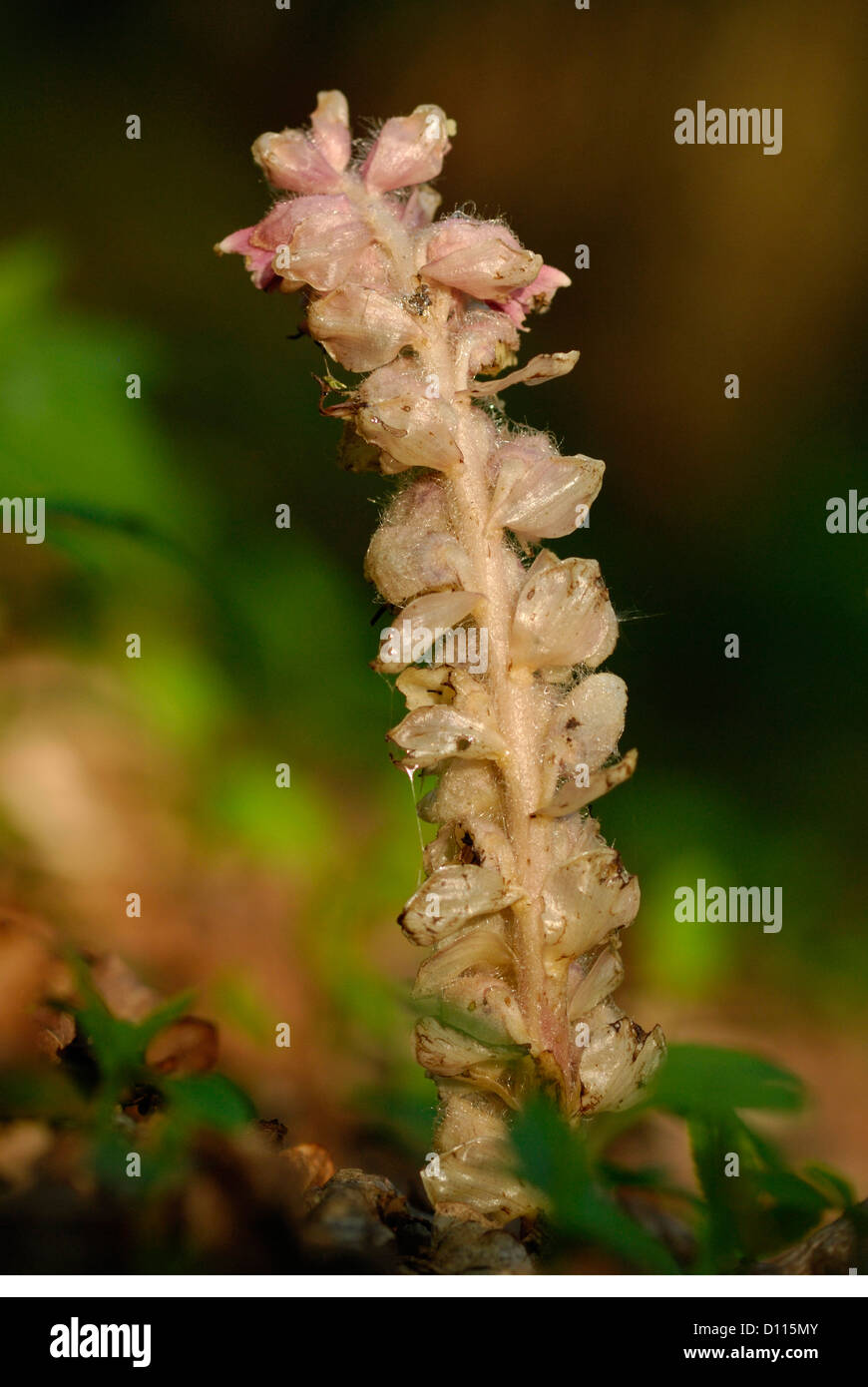 Toothwort (Lathraea squamaria) in ancient woodland Stock Photo