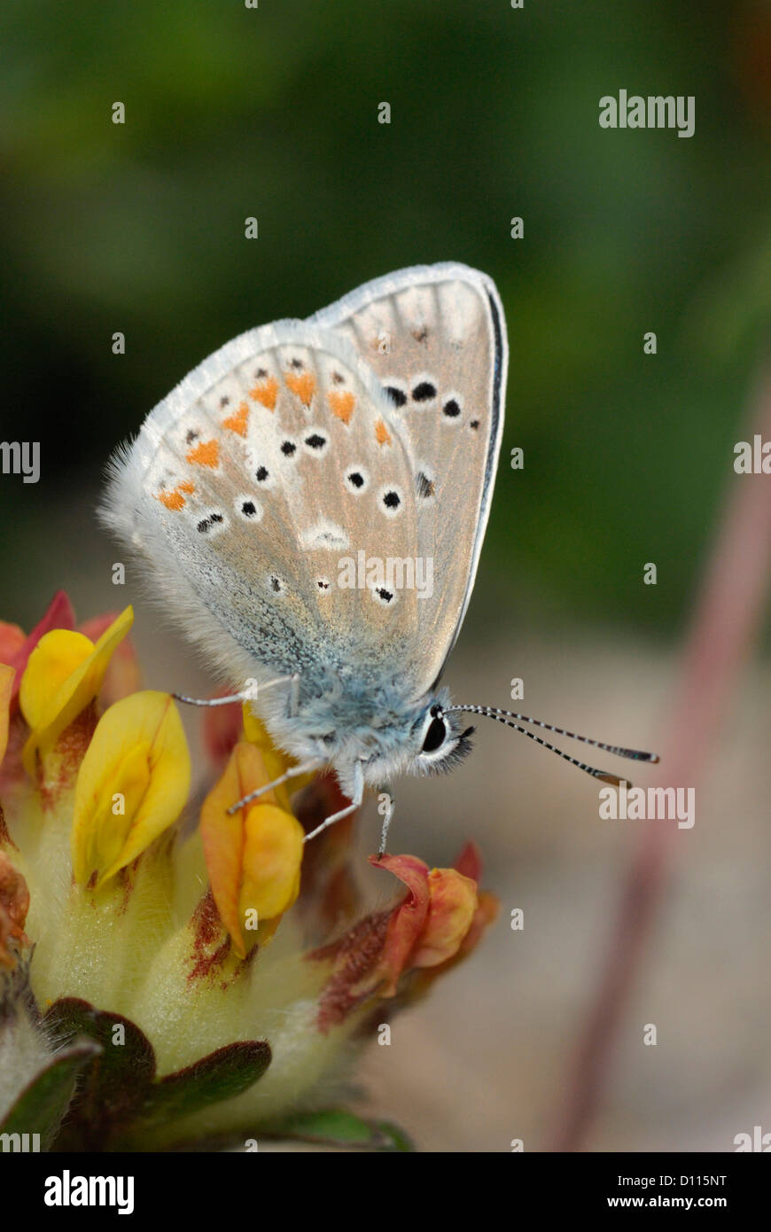 Male Turquoise Blue Butterfly (Plebicula dorylas) in the Pyrenees Stock Photo