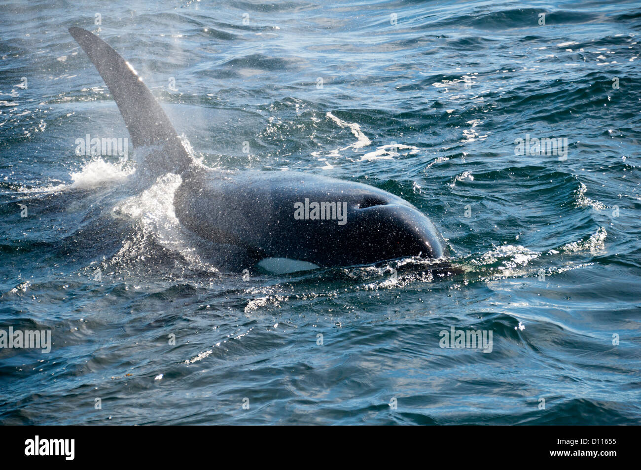 A killer whale is swimming Stock Photo