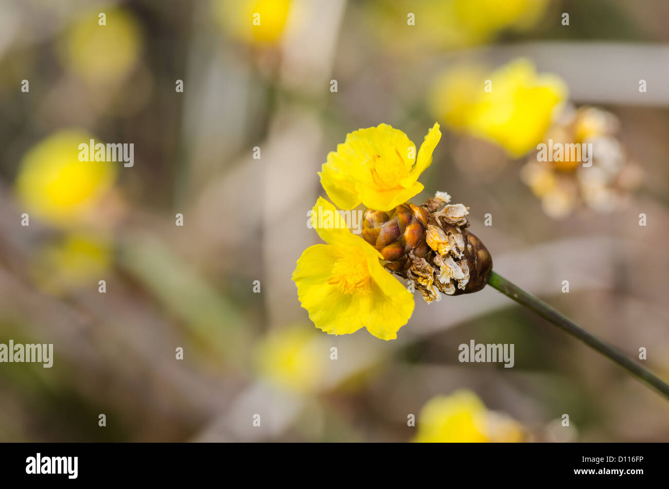 Xyridaceae yellow flowers plant in the nature Stock Photo