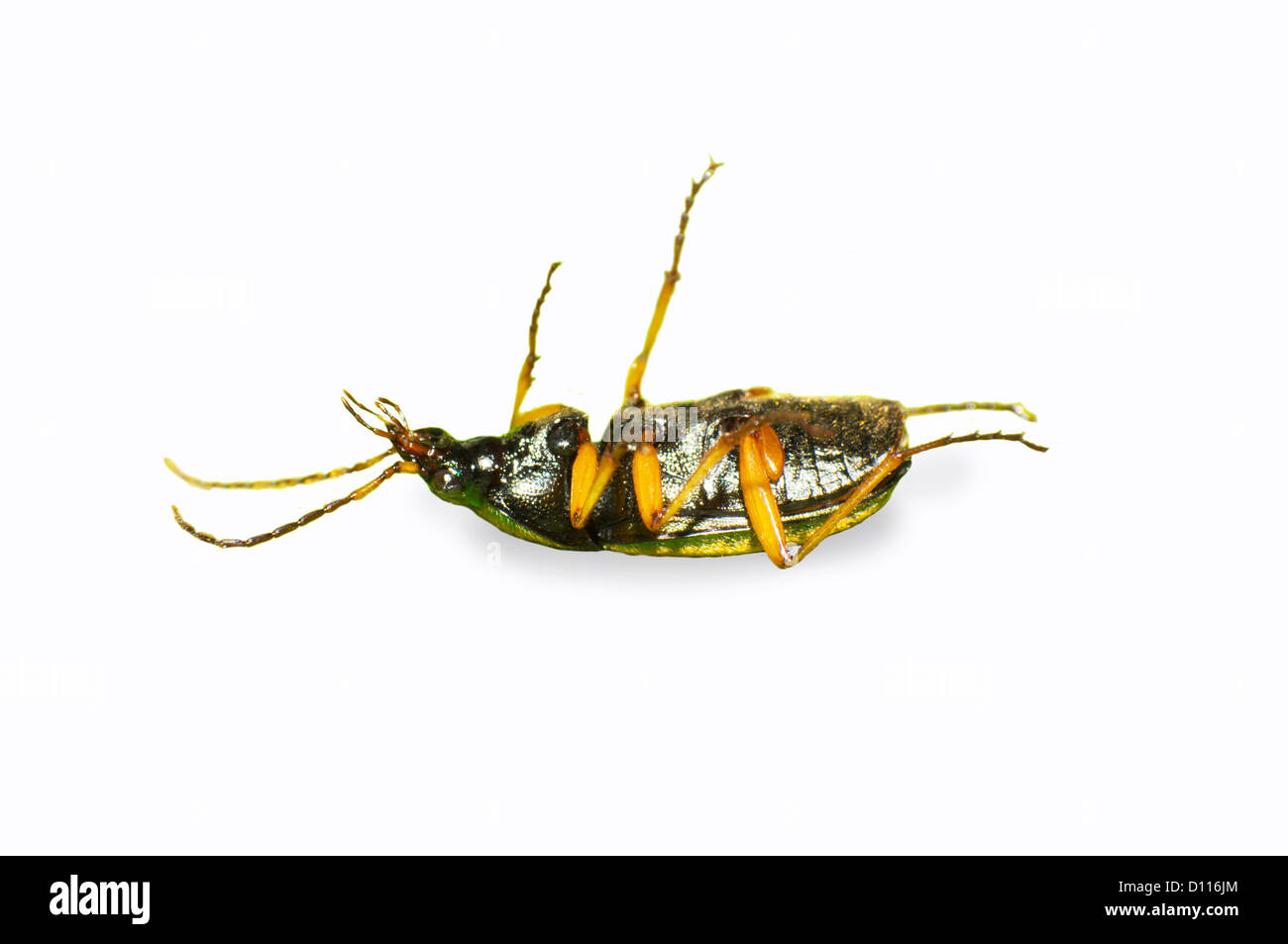 Beetles fall backwards with in the air of the hands and stretch our legs. Stock Photo