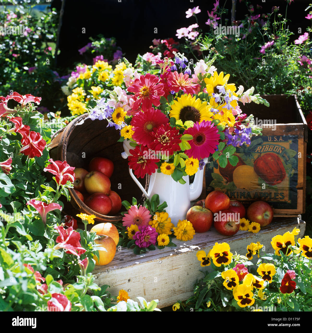 FLOWER ARRANGEMENT IN GARDEN SETTING WITH ANTIQUE WOODEN BOX AND APPLES ...