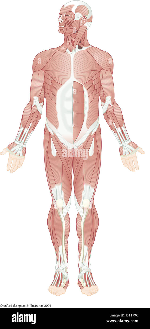 Muscles Front view Stock Photo - Alamy