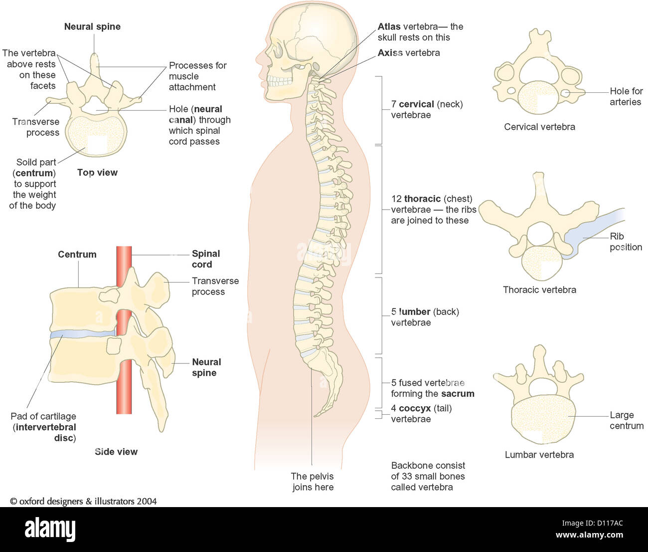 Vertebrae discs hi-res stock photography and images - Alamy