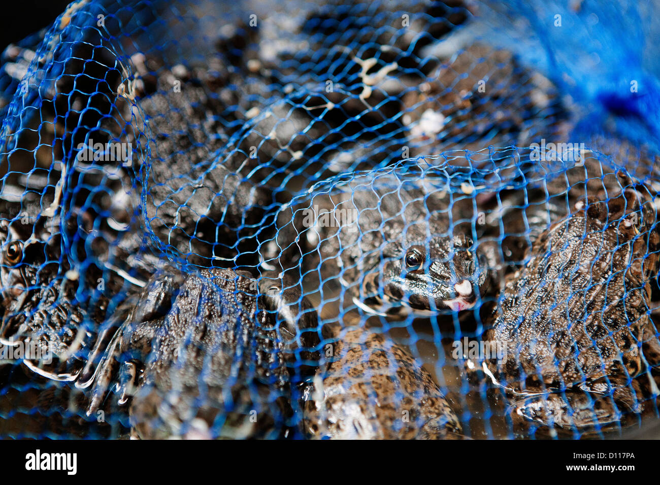 Frogs in a net for food at Guilin, China Stock Photo