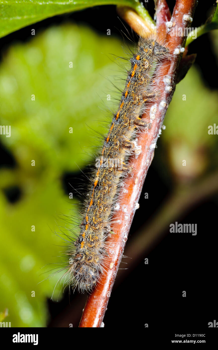December moth (Poecilocampa populi) second instar larva resting on a Birch twig. Powys, Wales. April. Stock Photo