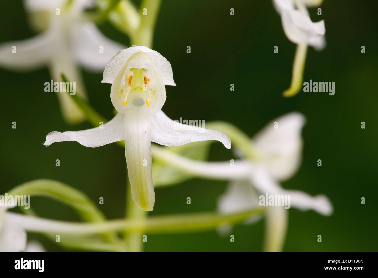 Butterfly Orchid (Platanthera) flowering.  On the Causse de Gramat, Lot region, France. Stock Photo
