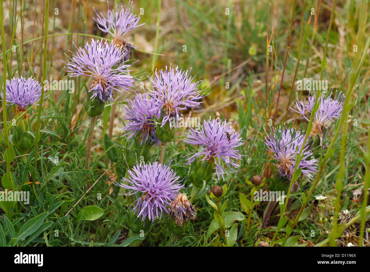 Group of Carduncellus mitissimus flowering on the Causse de Gramat, Lot region, France. June Stock Photo