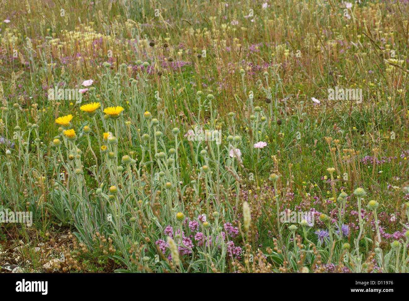 Wildflowers including Inula sp. and Thymus sp. on the Causse de Gramat, Lot region, France. June. Stock Photo