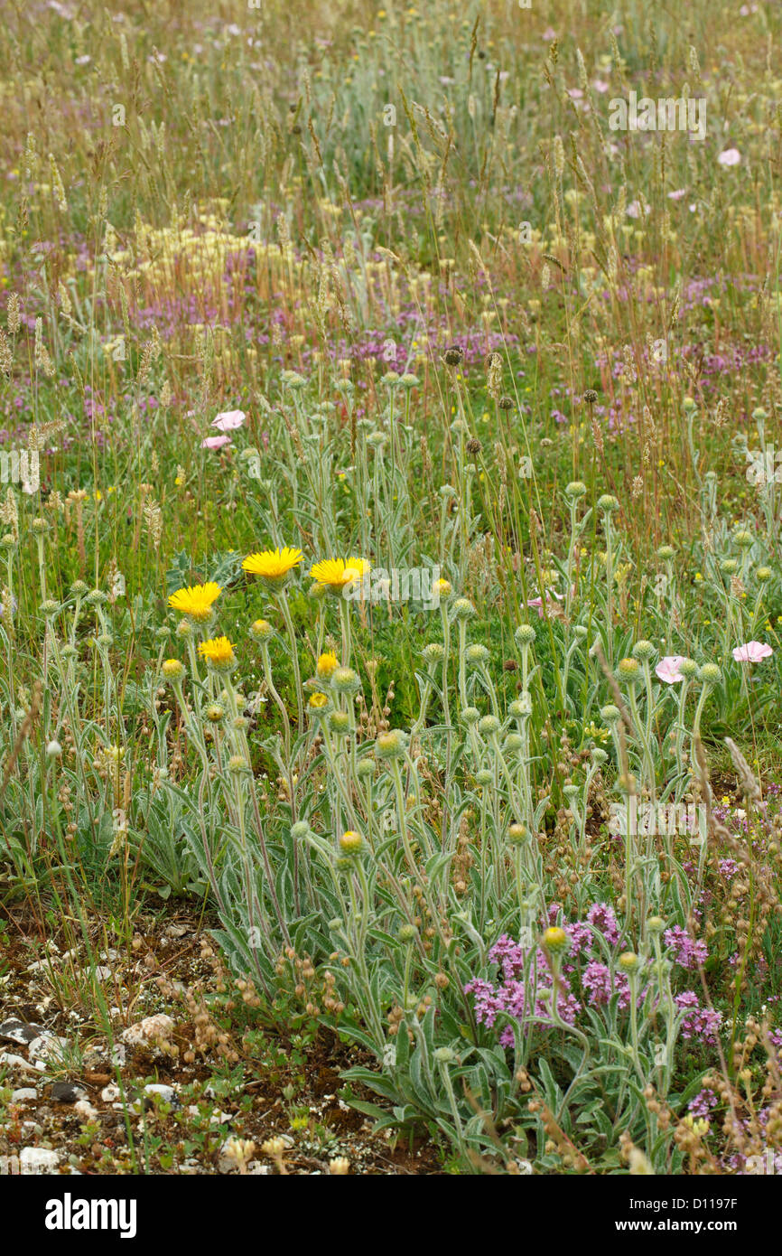 Wildflowers including Inula sp. and Thymus sp. on the Causse de Gramat, Lot region, France. June. Stock Photo