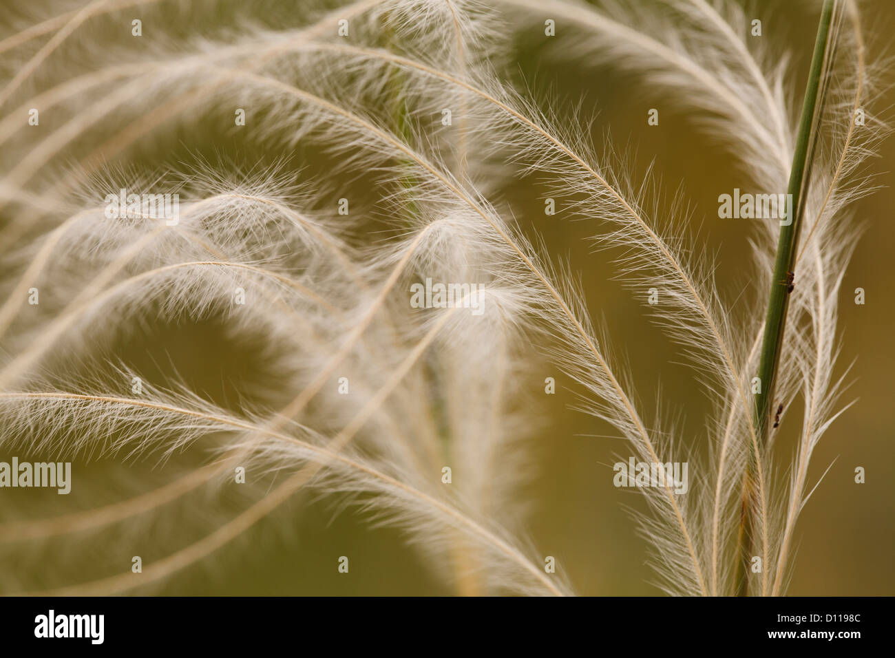 Close-up of the awns of Feather Grass (Stipa pennata). On the Causse de Gramat, Lot region, France. June Stock Photo