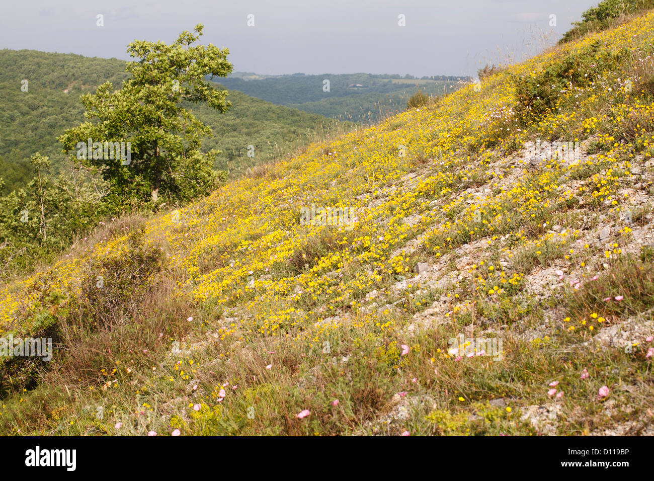 Rocky limestone habitat with the shrubby yellow vetch Argyrolobium zanoni, Pink Convolvulus and other plants flowering. France. Stock Photo