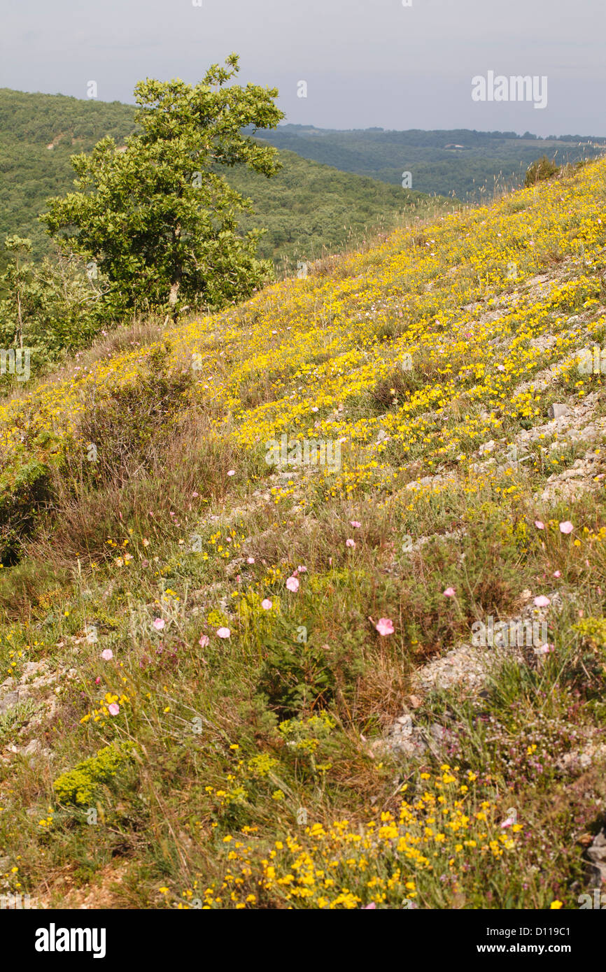 Rocky limestone habitat with the shrubby yellow vetch Argyrolobium zanoni, Pink Convolvulus and other plants flowering. France. Stock Photo