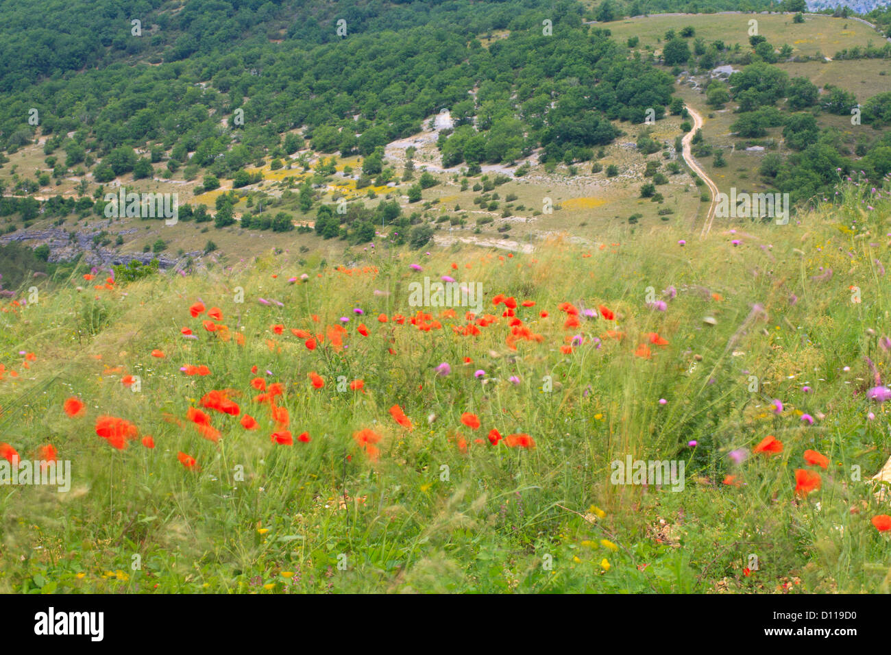 Disturbed ground habitat with flowering Corn Poppies (Papaver rhoeas) and Musk Thistles (Carduus nutans) on a windy day. France. Stock Photo