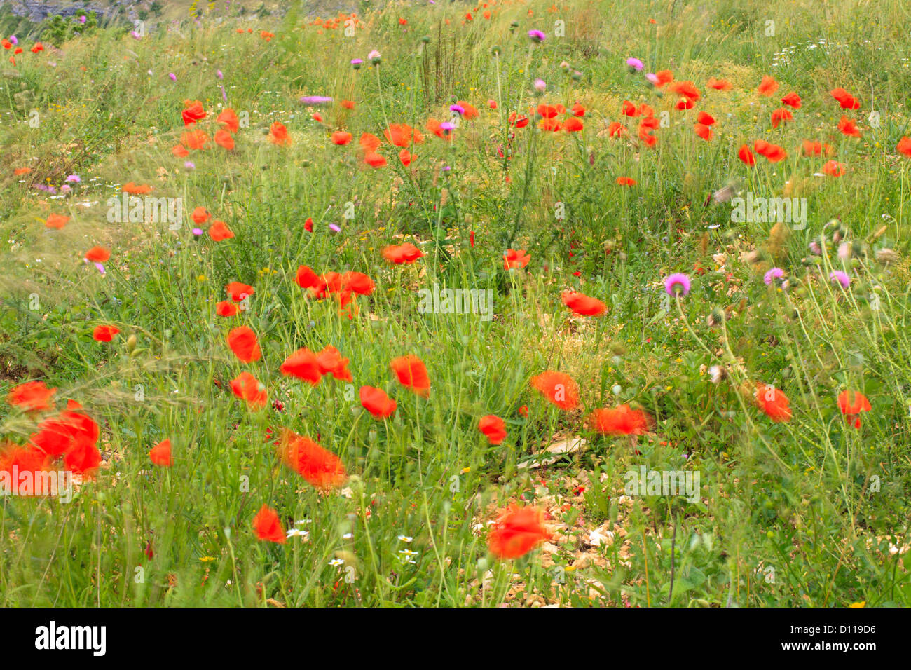 Disturbed ground habitat with flowering Corn Poppies (Papaver rhoeas) and Musk Thistles (Carduus nutans) on a windy day. France. Stock Photo