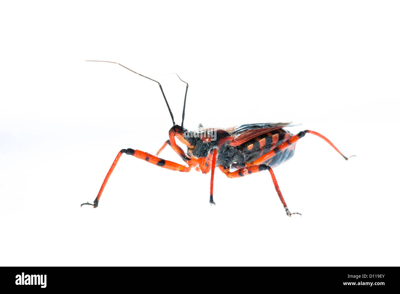 Red Assassin Bug (Rhynocoris iracundus). Live insect photographed against a white background on a portable studio. France. June Stock Photo