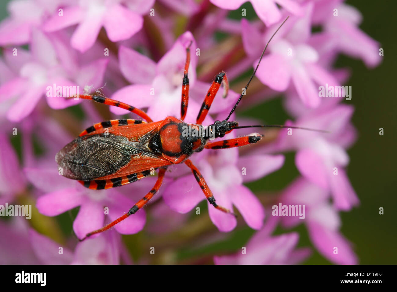 Red Assassin Bug (Rhynocoris iracundus) adult on the flowers of a Pyramidal Orchid (Anacamptis pyramidalis). France. Stock Photo