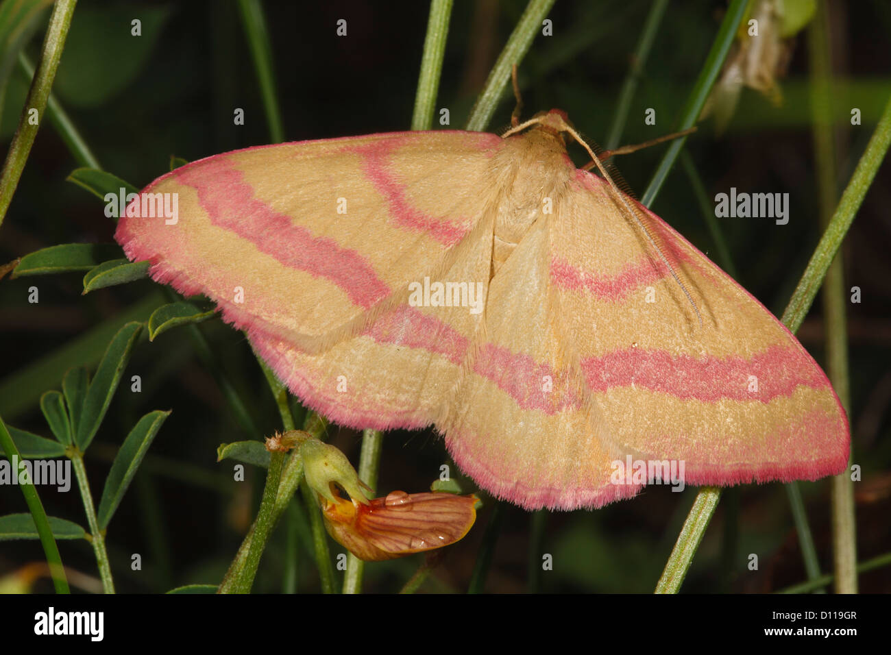 Narrow Rose-banded Wave moth (Rhodostrophia calabra). On the Causse de Gramat, Lot region, France. June Stock Photo