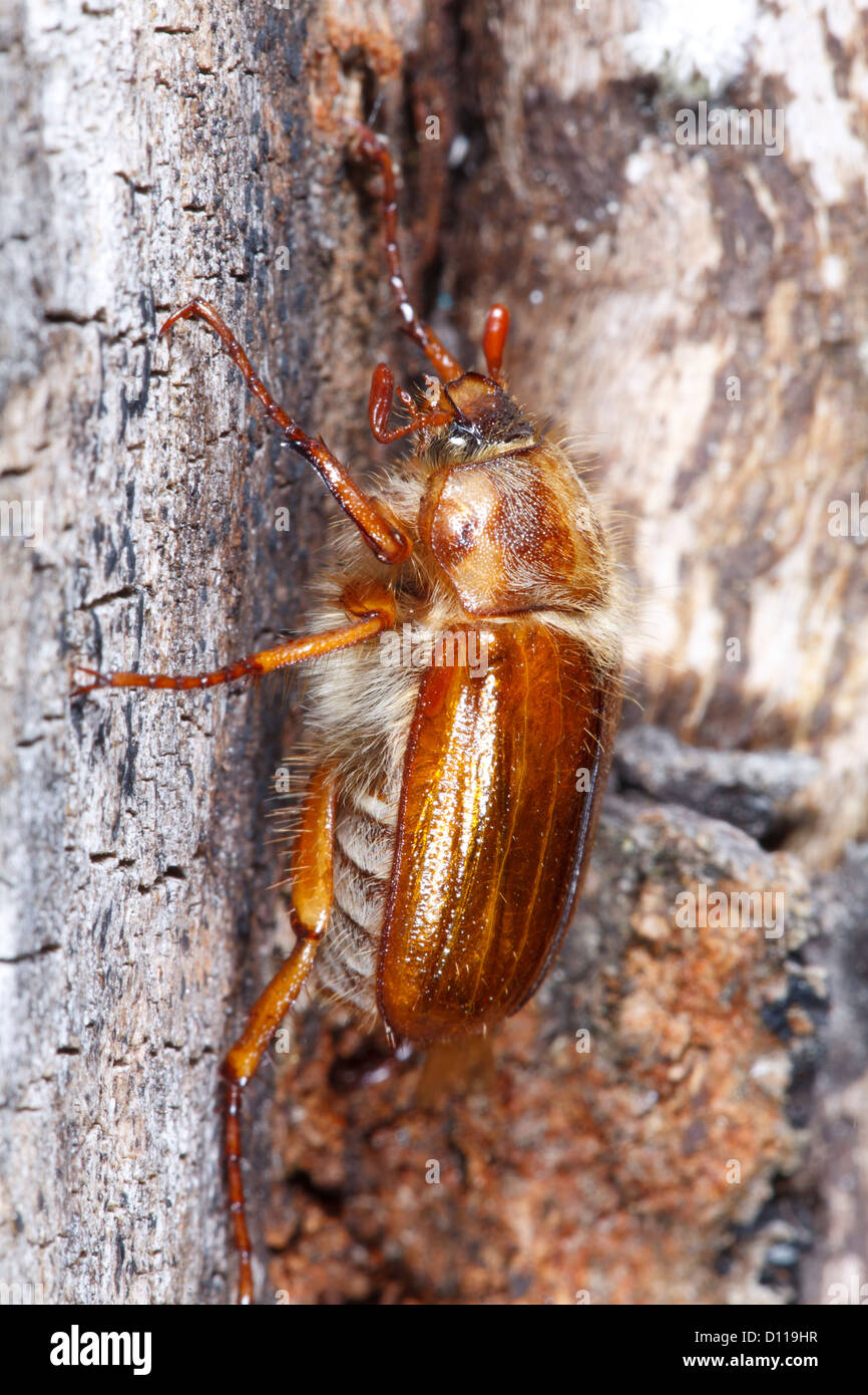 Summer Chafer beetle or June bug (Amphimallon solstitialis) adult resting on a tree trunk. On the Causse de Gramat, France. Stock Photo