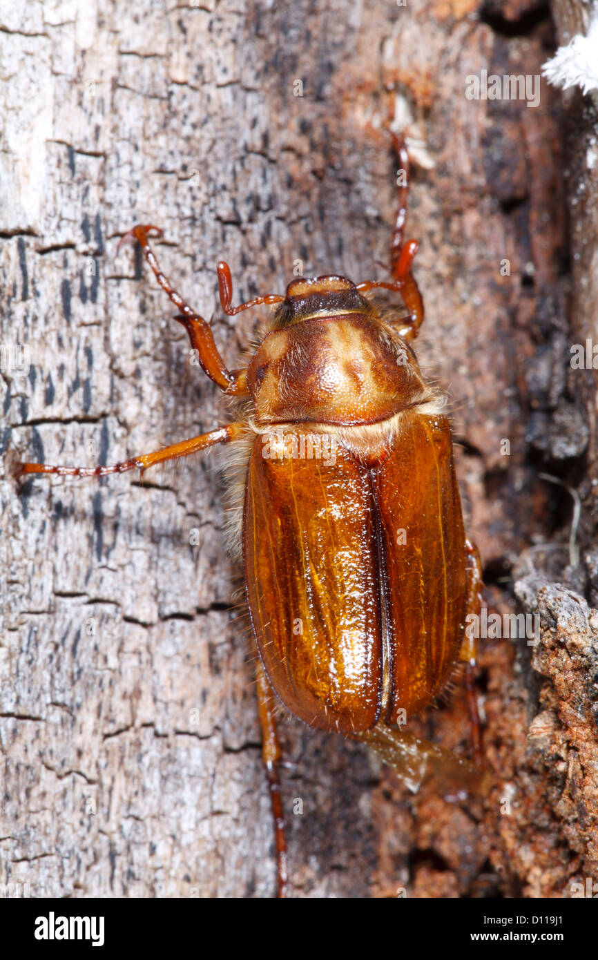 For the adult june bug all Useful adult june bug