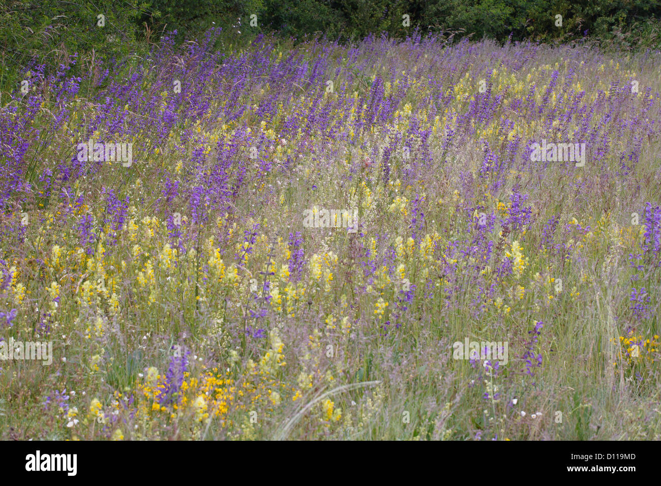 Flowery grassland on the Causse Mejean. Meadow Clary, Hay Rattle, Kidney Vetch massed flowering. Lozere, France. Stock Photo