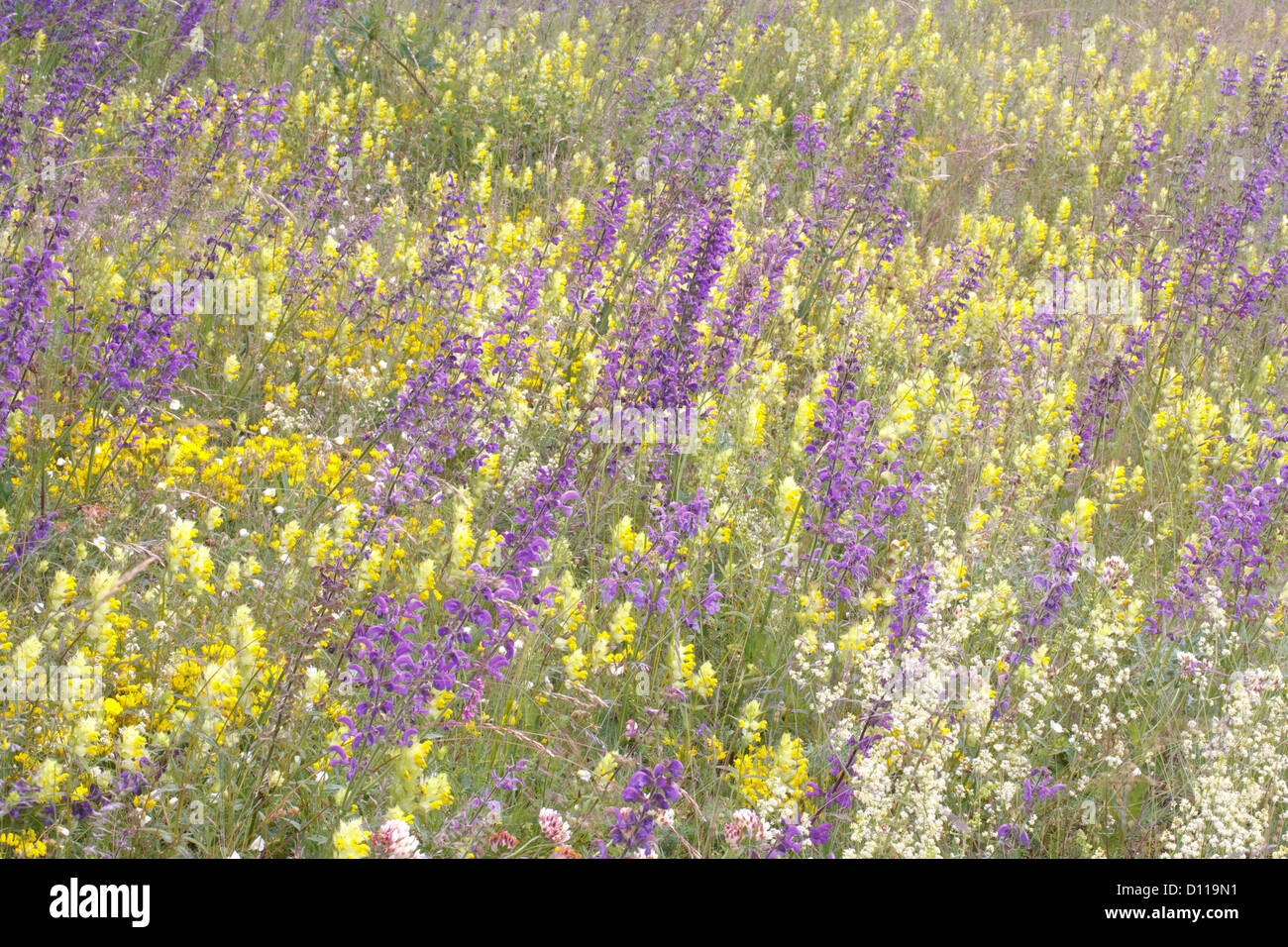 Flowery grassland on the Causse Mejean. Meadow Clary, Hay Rattle, Kidney Vetch massed flowering. Lozere, France. Stock Photo