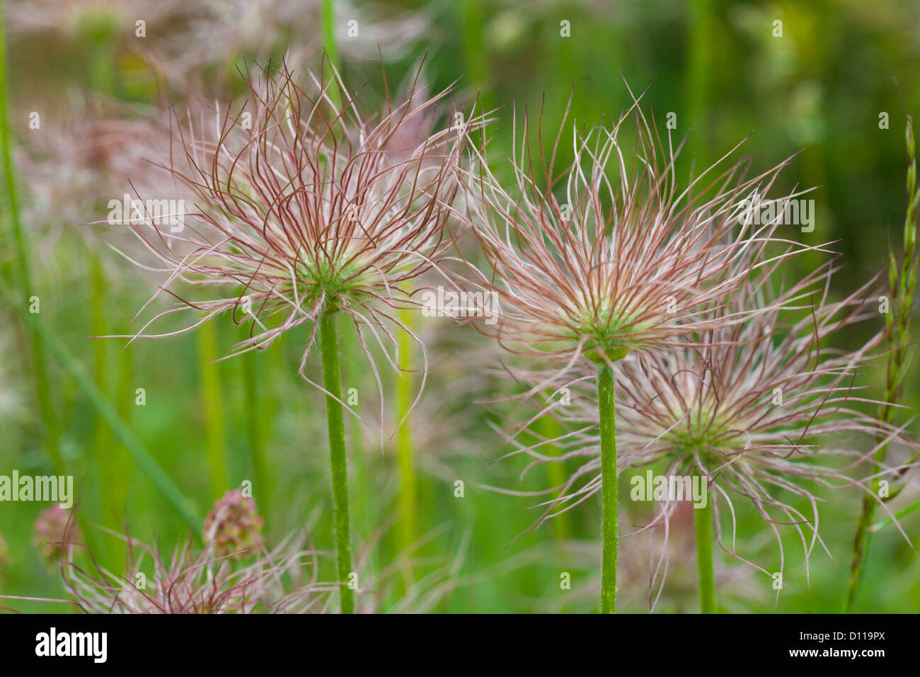 Seedheads of a Pasque flower (Pulsatilla sp.). Causse Mejean, Lozère, France. June. Stock Photo
