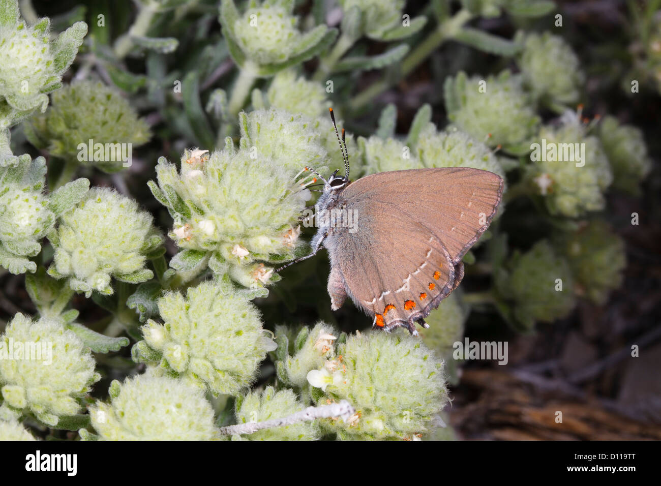 False Ilex Hairstreak butterfly (Satyrium esculi) feeding on Felty Germander (Teucrium polium). Provence, France. Stock Photo