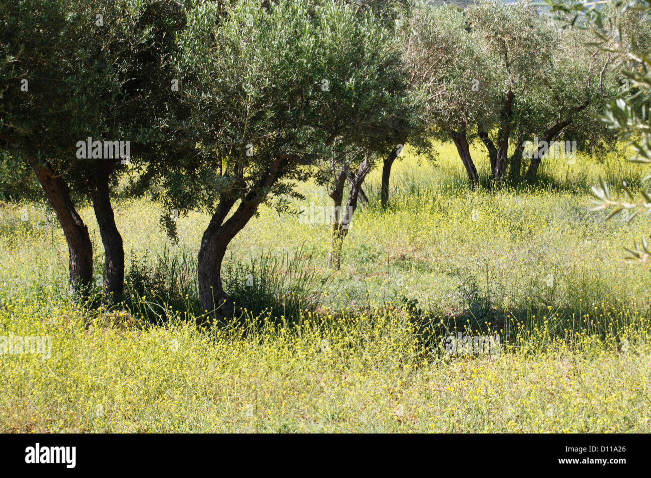 Hedge Mustard (Sisymbrium officinale) massed flowering in an Olive (Olea europea) orchard. Provence, France. Stock Photo