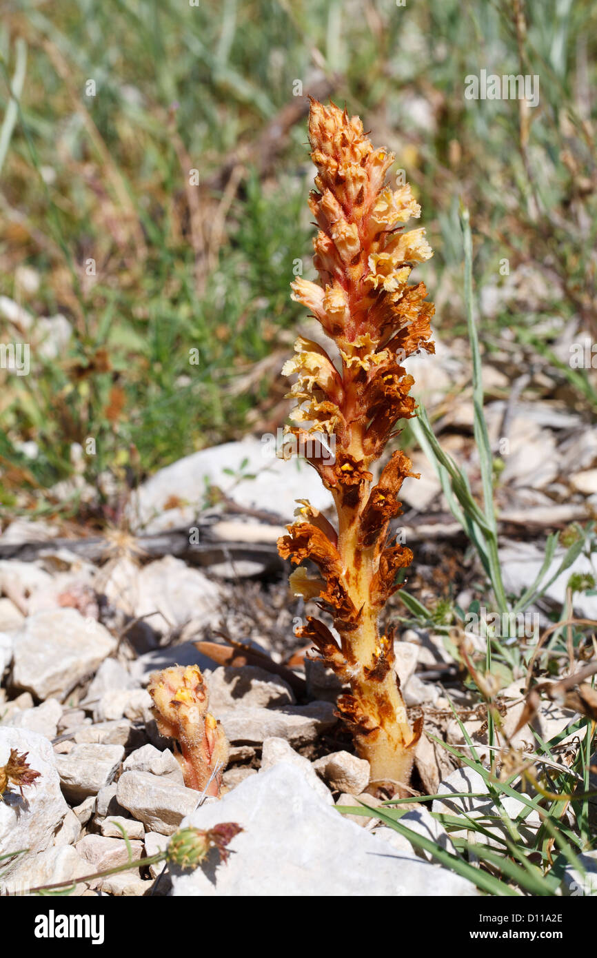 Thistle Broomrape (Orobanche reticulata) flowering. A Parasitic plant growing on Centaurea aspera in an Olive orchard. Provence. Stock Photo