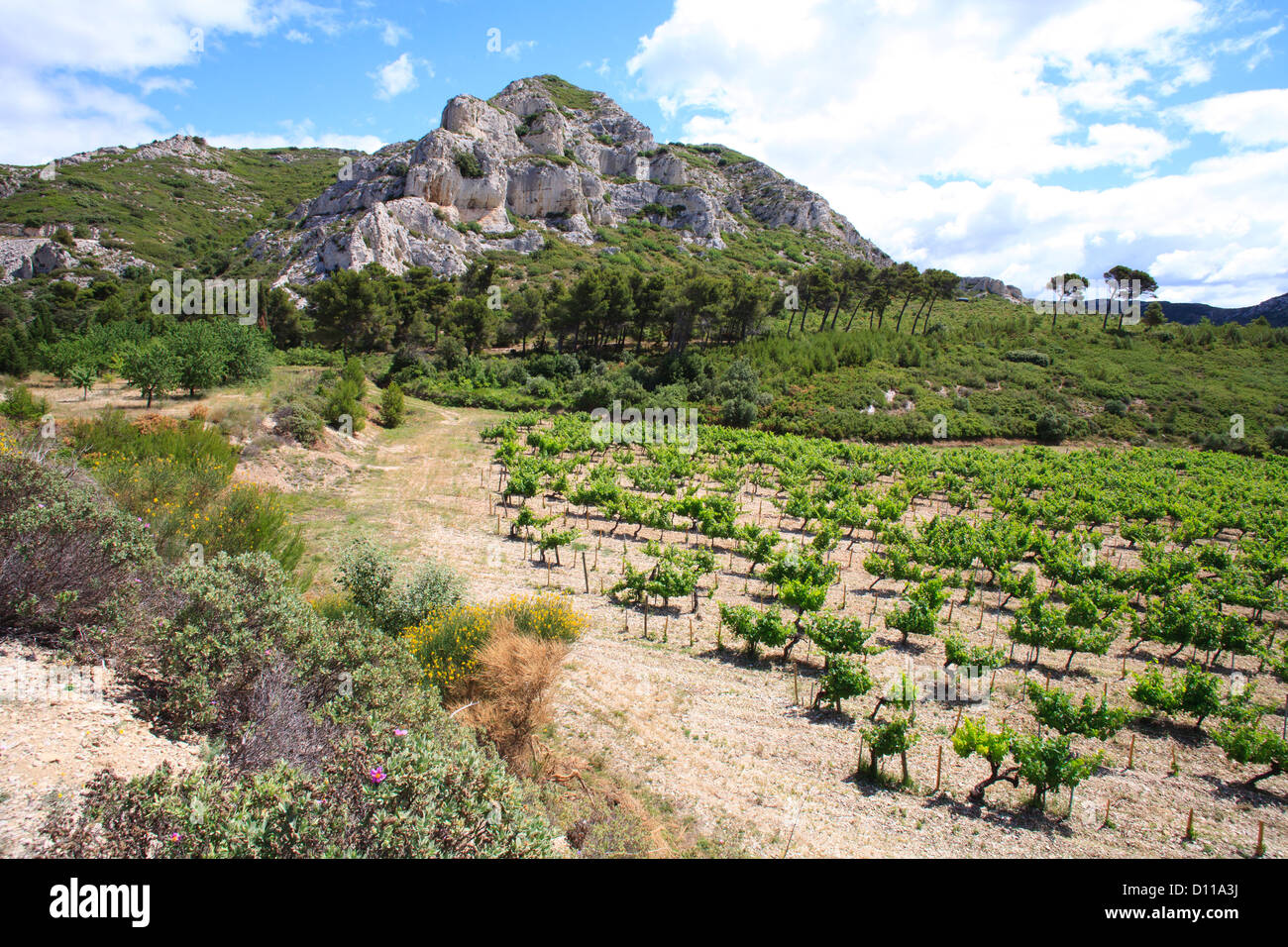 Vineyard and limestone hills. Chaîne des Alpilles, Bouches-du-Rhône, Provence, France. June. Stock Photo