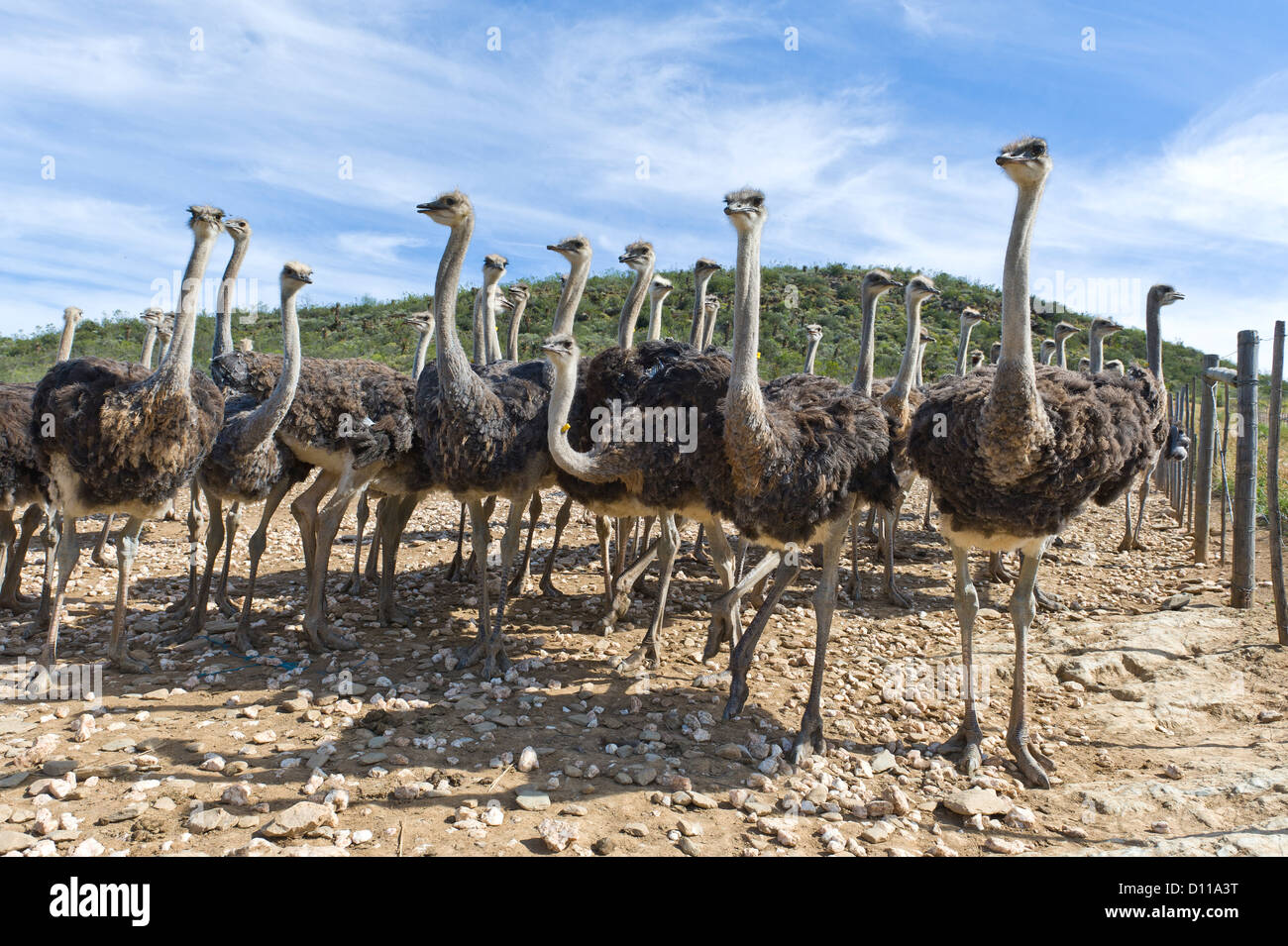Commercial Ostrich farm, Oudtshoorn, Western Cape, South Africa Stock Photo