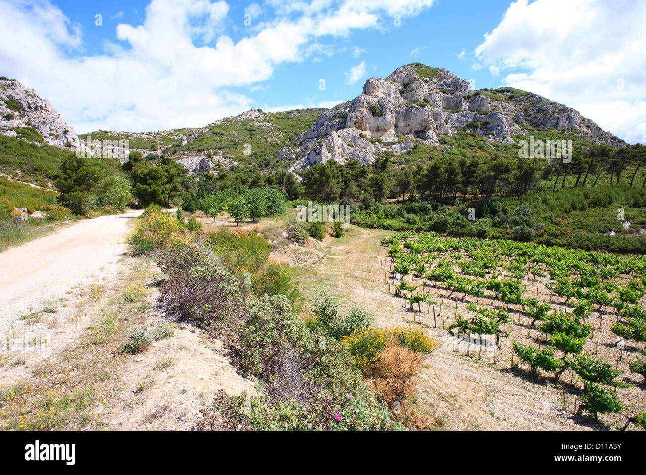 Vineyard and limestone hills. Chaîne des Alpilles, Bouches-du-Rhône, Provence, France. June. Stock Photo