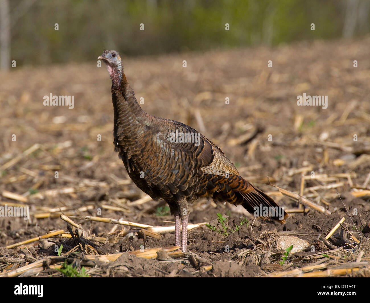 Wild Turkey Hen Stock Photo Alamy