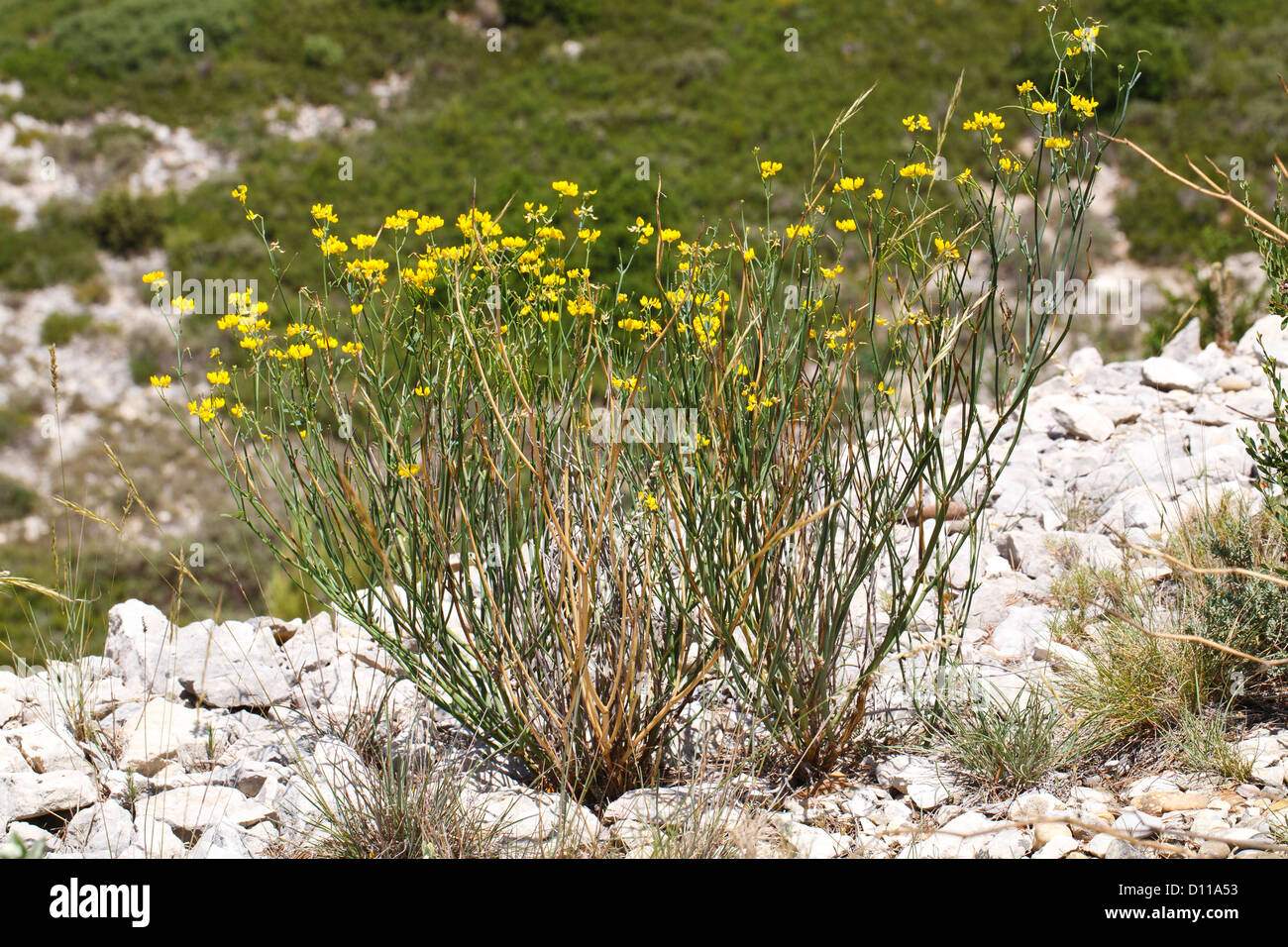 Rush-like Scorpion Grass (Coronilla juncea) leguminous shrub flowering. Chaîne des Alpilles, Bouches-du-Rhône, Provence, France. Stock Photo
